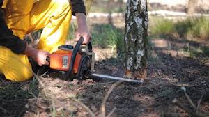 Best Tree Maintenance Programs  in Mount Olive, IL