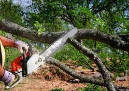 Best Tree Health Inspection  in Mount Olive, IL