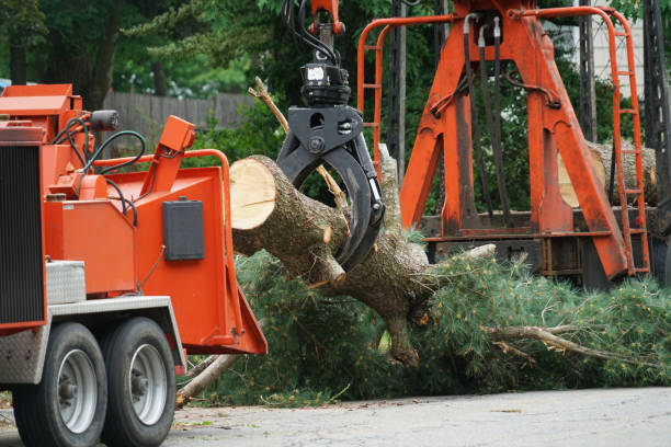 Best Firewood Processing and Delivery  in Mount Olive, IL