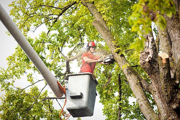 Trusted Mount Olive, IL Tree Care  Experts